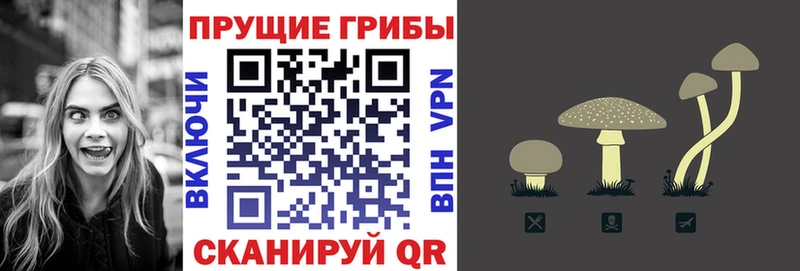 как найти   Владикавказ  Псилоцибиновые грибы мицелий 